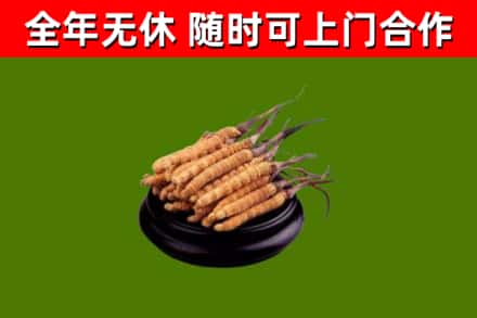 林州市回收散虫草